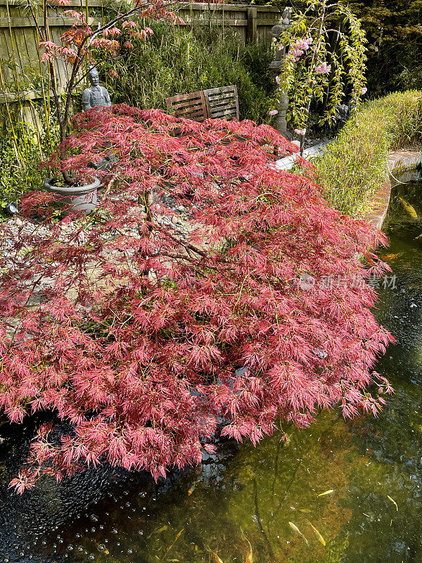 特写图像解剖红色日本枫(Acer palmatum atropurpureum)与树枝悬垂红砖边弯曲的锦鲤池，水面的鱼池与白布图案，shubunkin金鱼游泳与大锦鲤，提高的视野